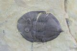 Rare, Trigonocerca Piochensis - Fillmore Formation, Utah #94738-6